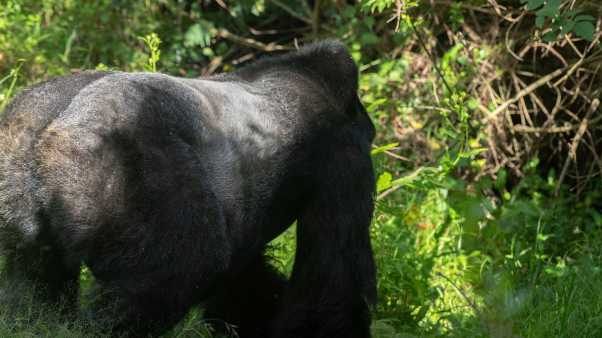 Africa Gorilla Trekking Adventure Holidays