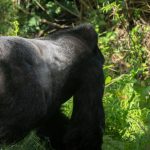 Africa Gorilla Trekking Adventure Holidays