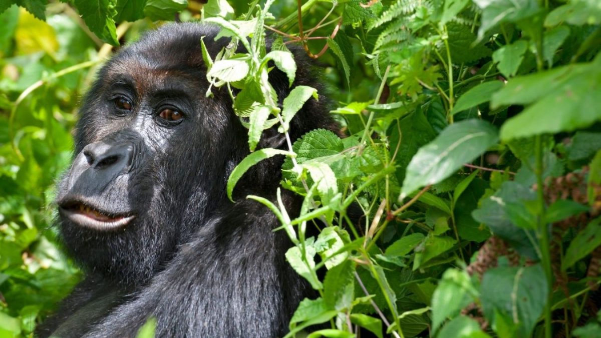 Eastern Lowland Gorillas in Congo