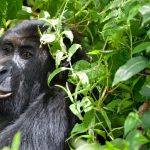 Eastern Lowland Gorillas in Congo