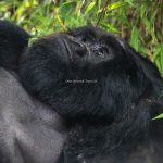 11 Days Rwanda Kenya Primates Tours Safari