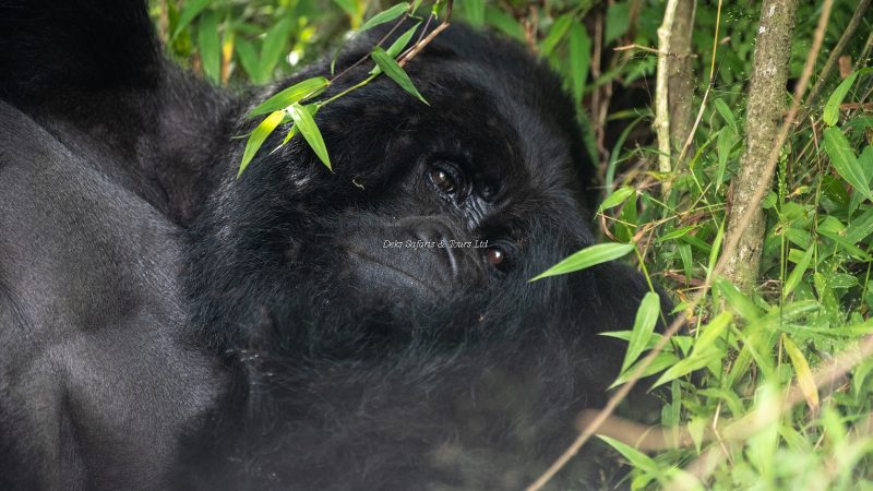 14 Days Rwanda Tanzania Safari