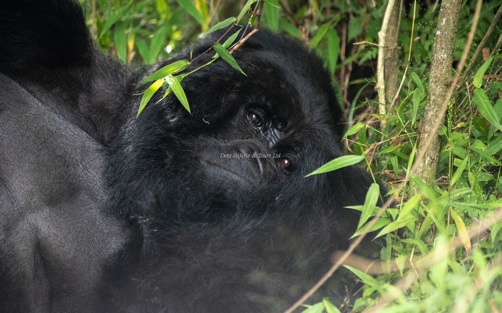 Best Time for Gorilla Trekking in Rwanda