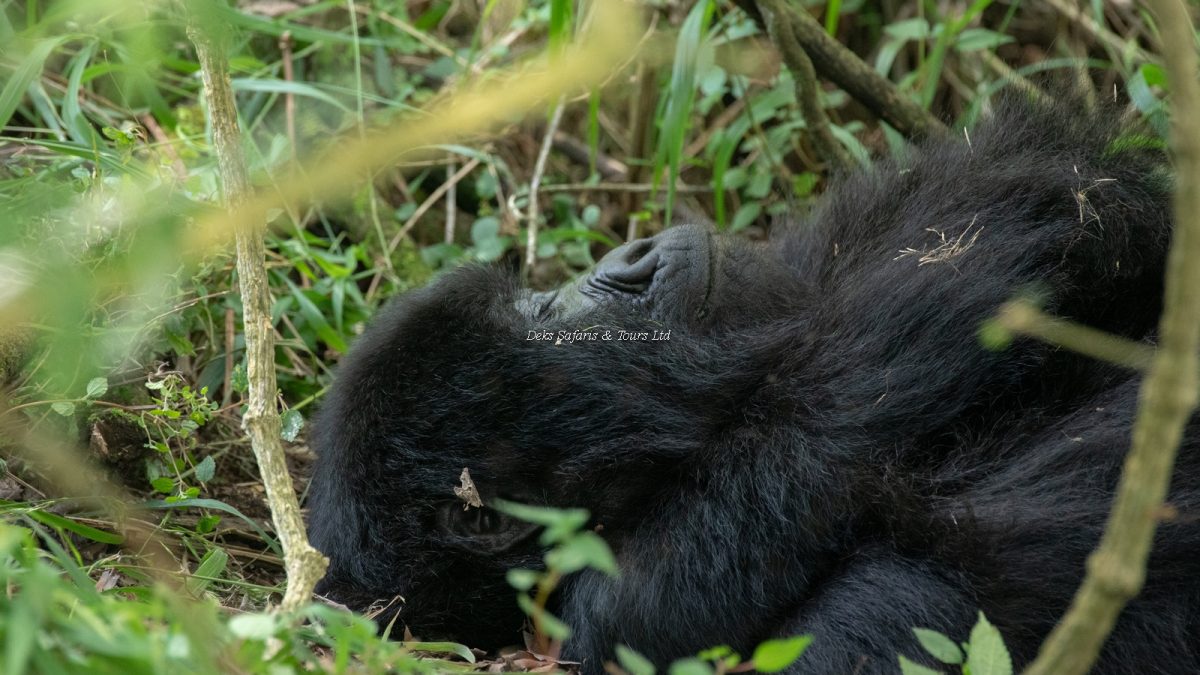 Gorilla Tracking in Uganda from Nairobi Kenya