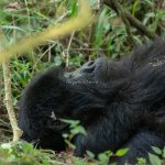 Gorilla Tracking in Uganda from Nairobi Kenya