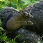 Seeing Mountain Gorillas