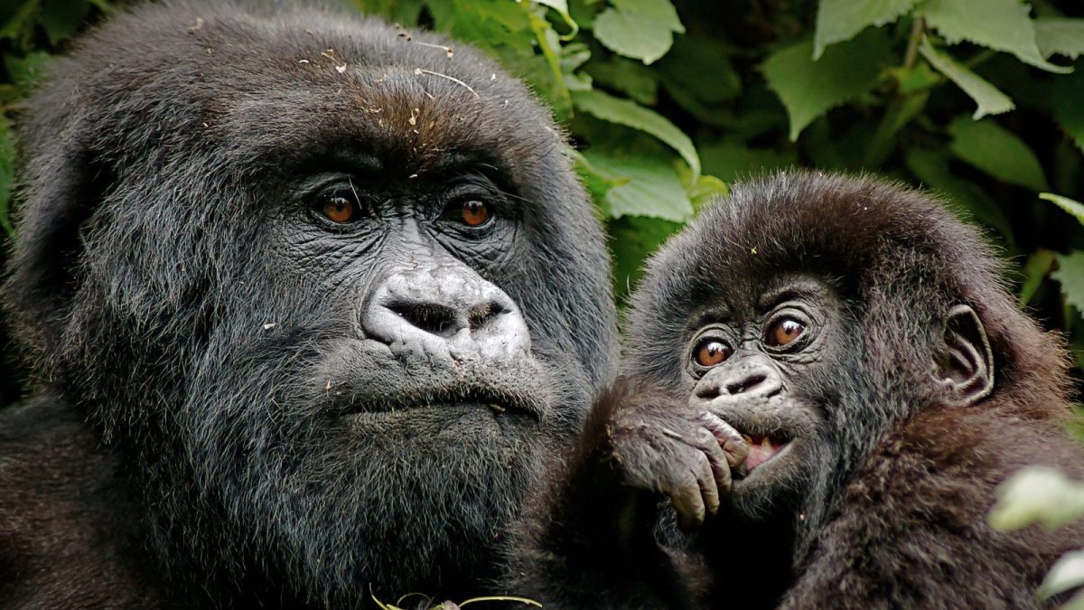 Africa Gorilla Trekking Safaris