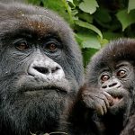 Rwanda Gorilla Trekking Safaris