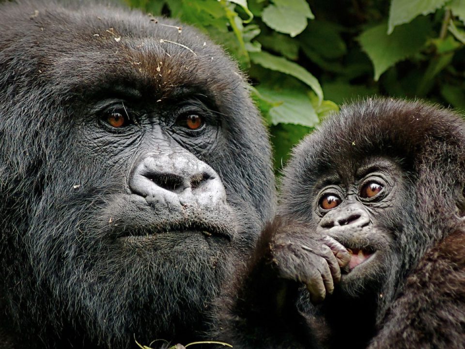 Africa Gorilla Trekking Safaris