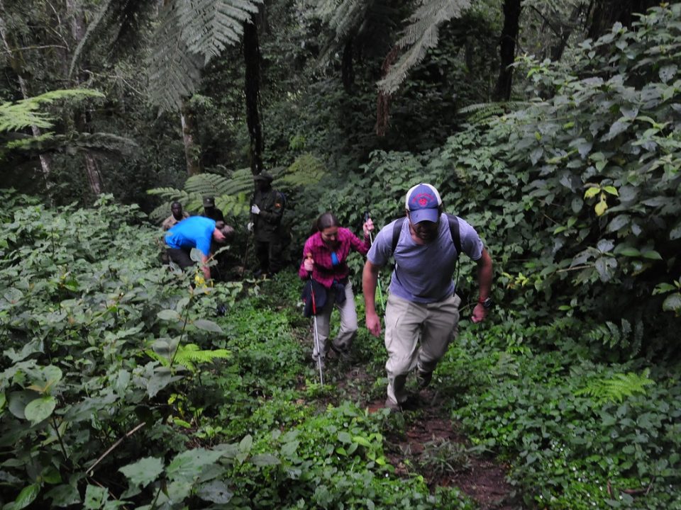 Mubwindi Swamp Viewpoint in Bwindi