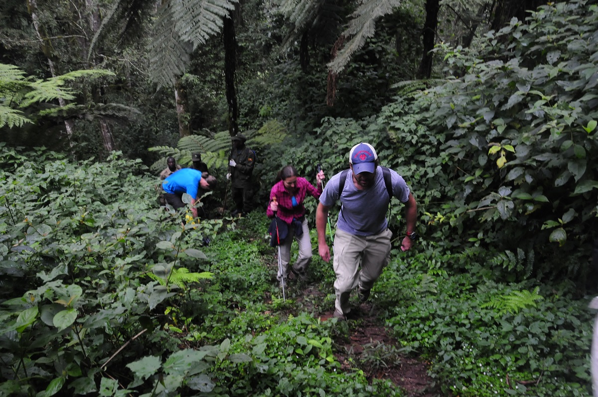 How Do I Book a Rwanda Gorilla Trekking Permit?