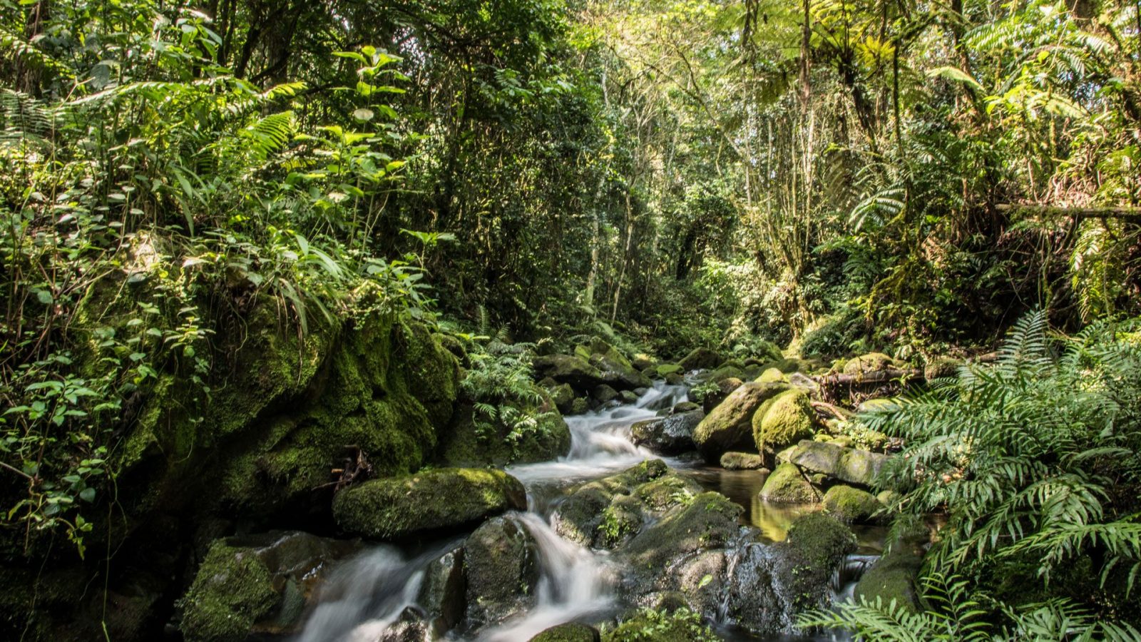 Mubwindi Swamp Viewpoint in Bwindi