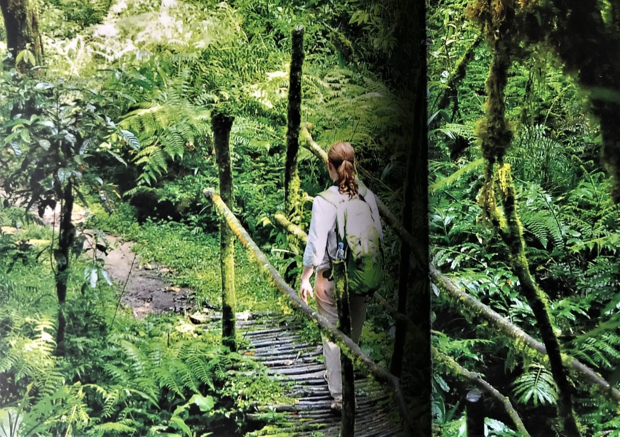 Mubwindi Swamp Viewpoint in Bwindi