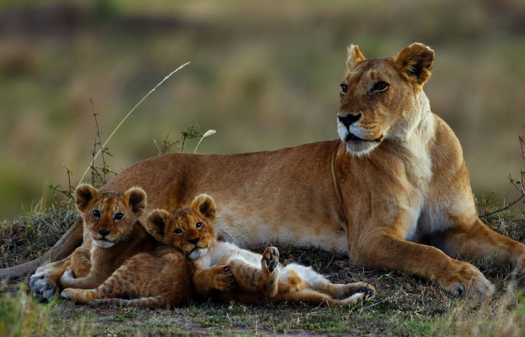 7 Days Kenya Wildlife Safari