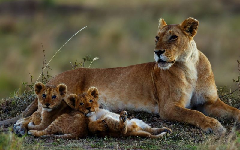 7 Days Kenya Safari Holiday 7 Days Kenya Wildlife Safari