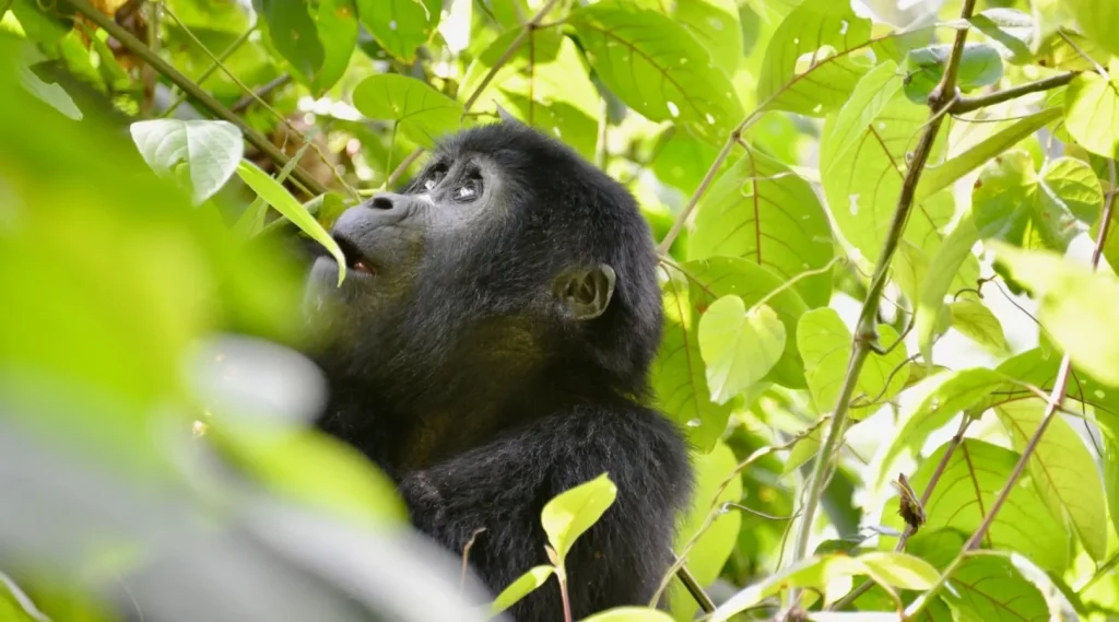 Gorilla Trekking Rwanda