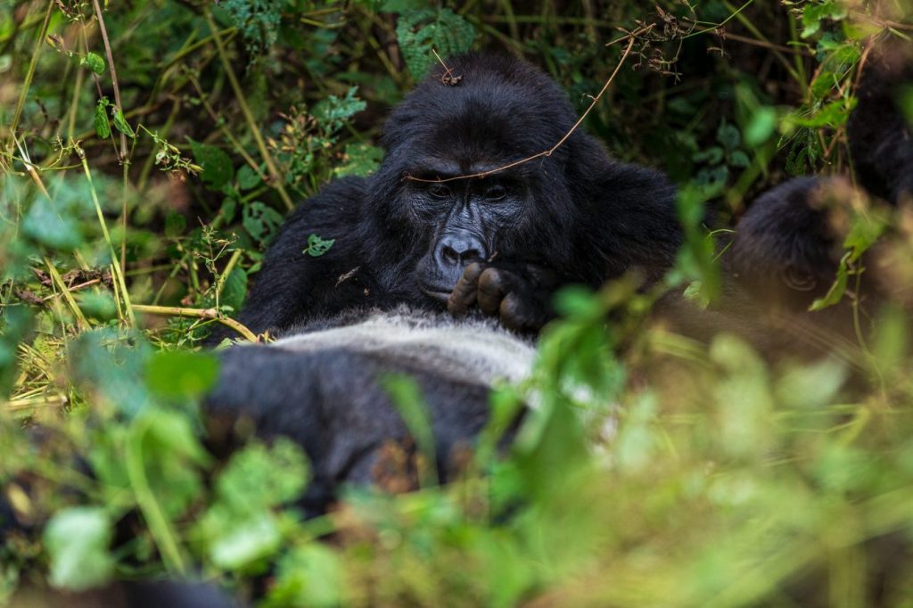 3 Days Bwindi Gorilla Trekking Safaris