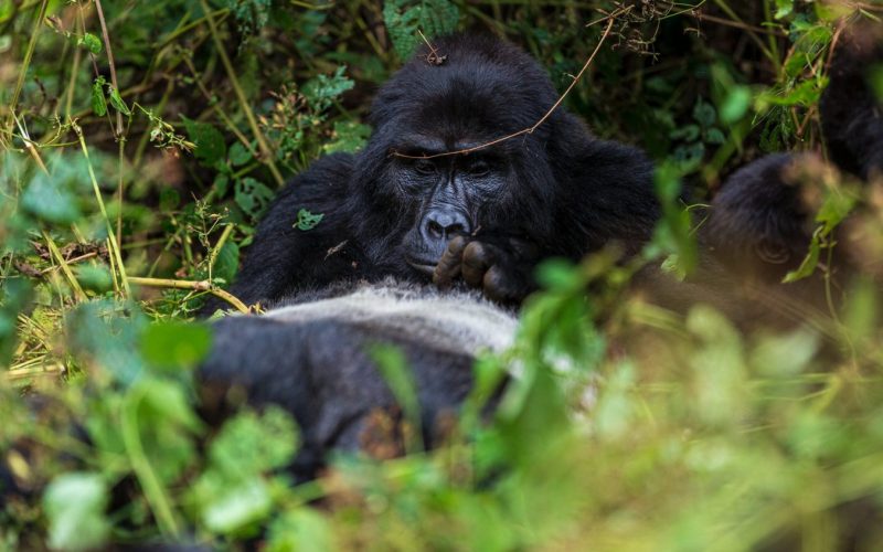3 Days Bwindi Gorilla Trekking Safari 3 Days Bwindi Gorilla Trekking Safaris