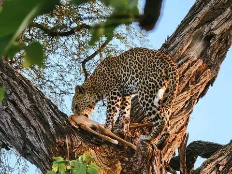 18-Day East African Safari