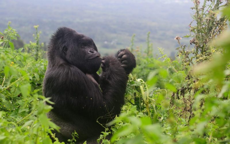 Rwanda Safari Experiences Rwanda Safari Experiences