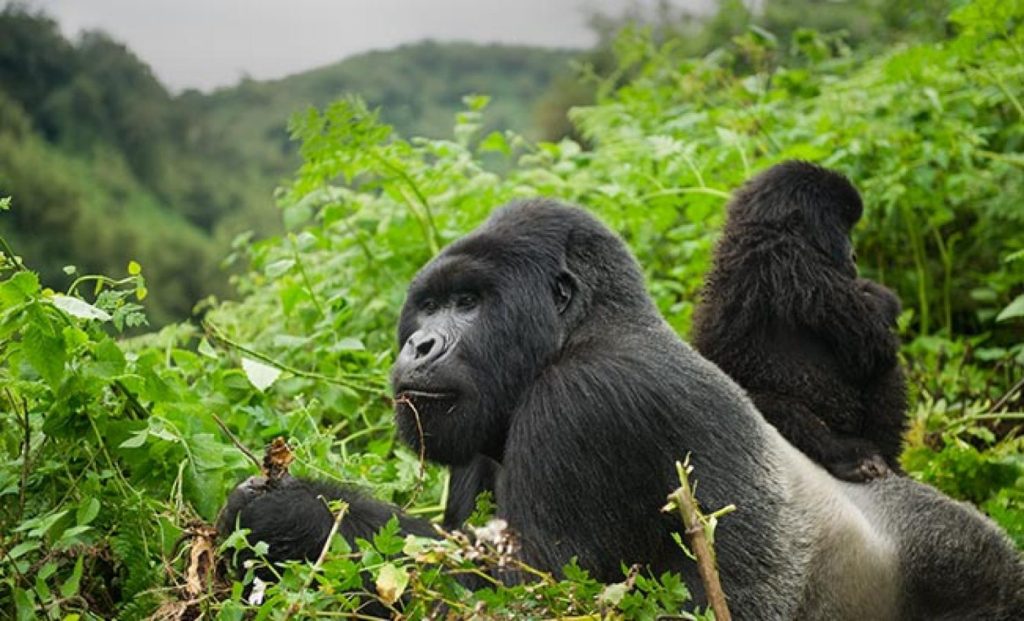 Gorilla Trekking Safaris in Africa