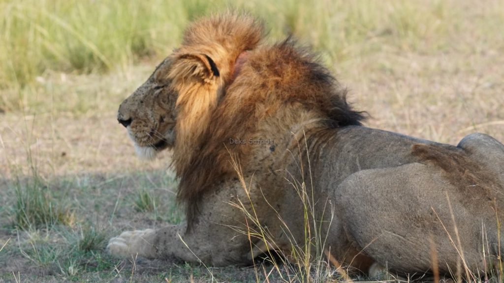 Uganda Rwanda Wildlife Tours