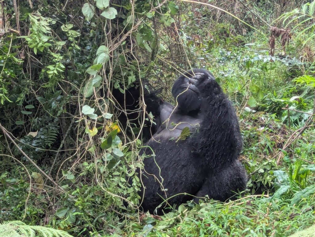 Uganda Gorilla Tracking Safari