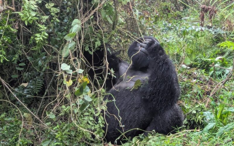 Uganda Gorilla Tracking Safari
