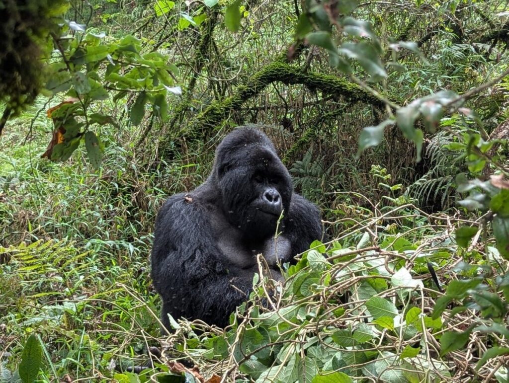 Uganda Gorilla Tracking Safari