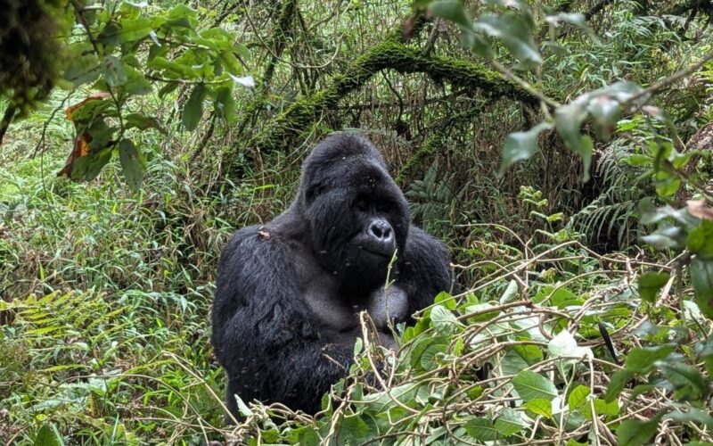 Uganda Gorilla Tracking Safari