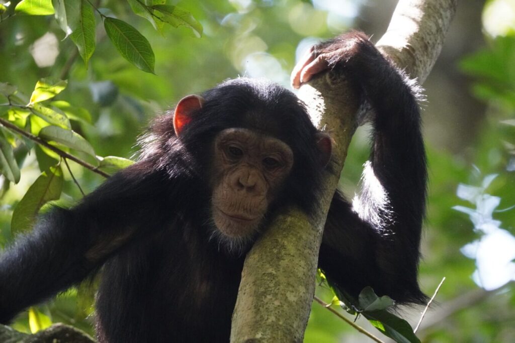 Chimpanzee Tracking in Kibale
