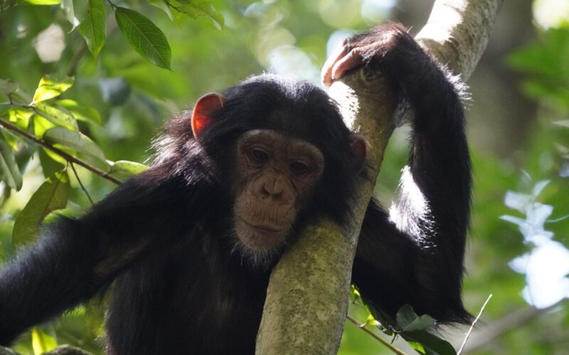 Chimpanzee Tracking in Kibale
