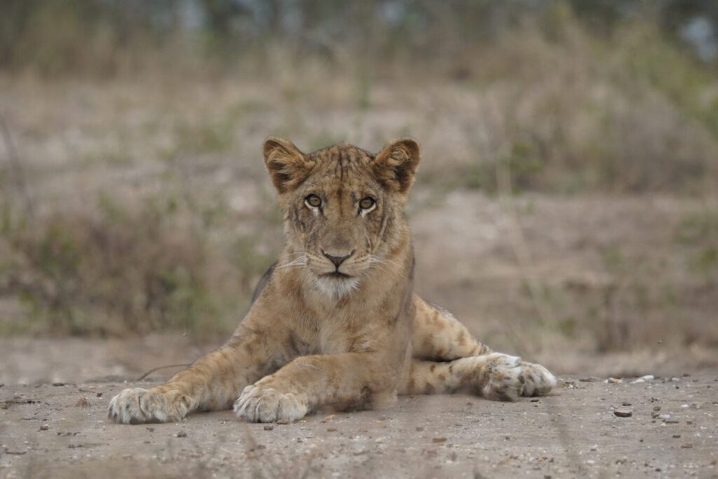 8-Day Kenya and Tanzania Safari