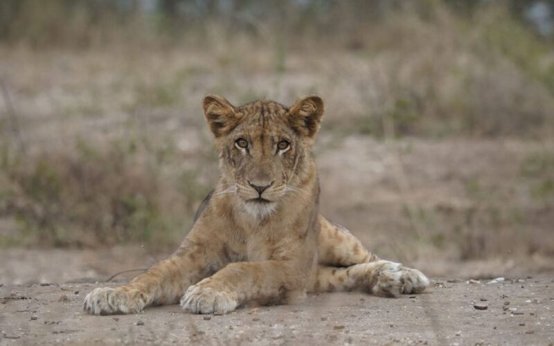 8-Day Kenya and Tanzania Safari