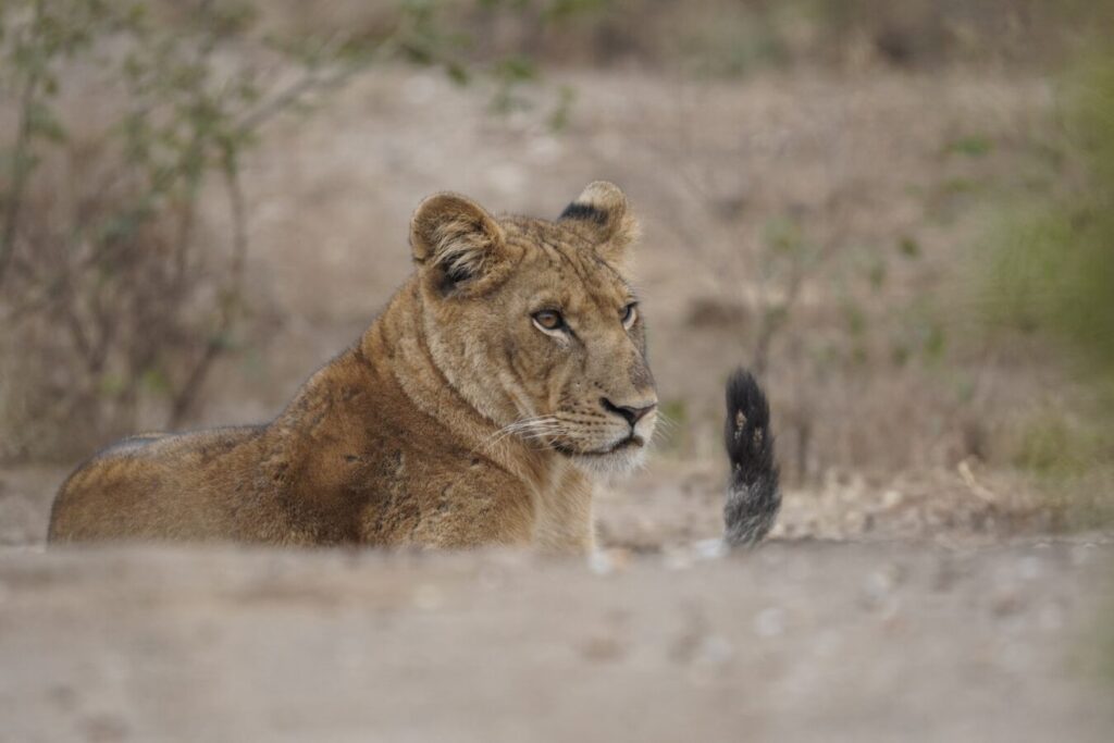 17 Days Uganda Kenya & Tanzania Safari