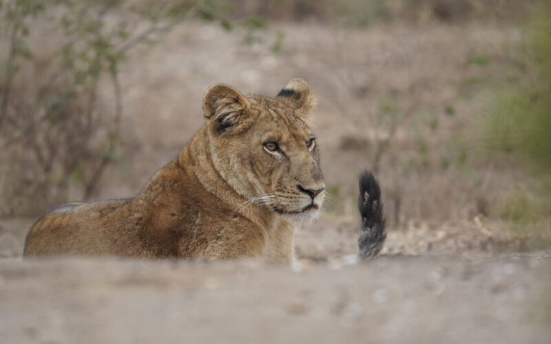 17 Days Uganda Kenya & Tanzania Safari