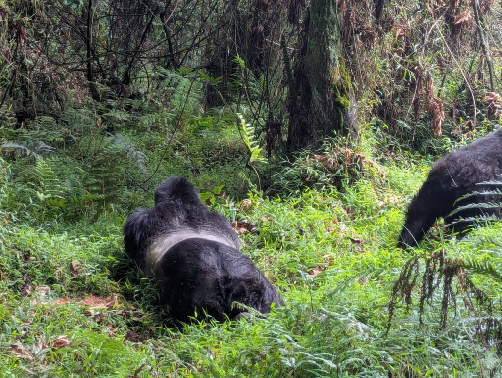 How Expensive is Gorilla Trekking in Uganda?