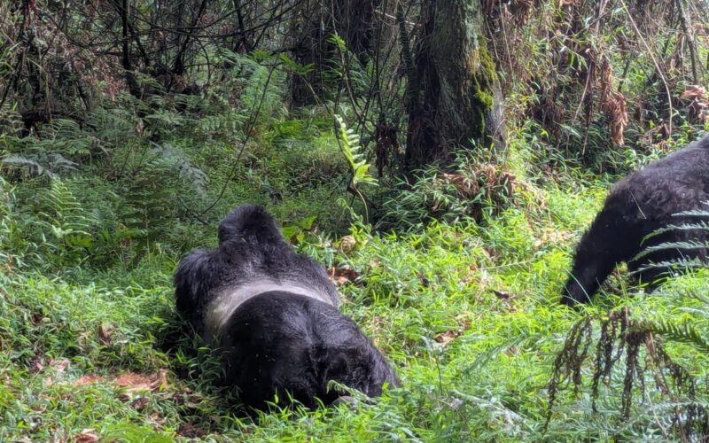 Cost to Go Gorilla Trekking in Rwanda