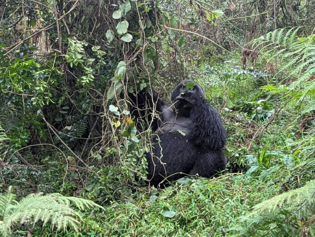 Tanzania Rwanda safaris