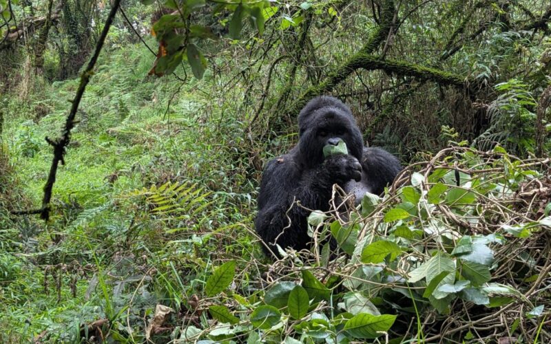 Best Rwanda Gorilla Tours