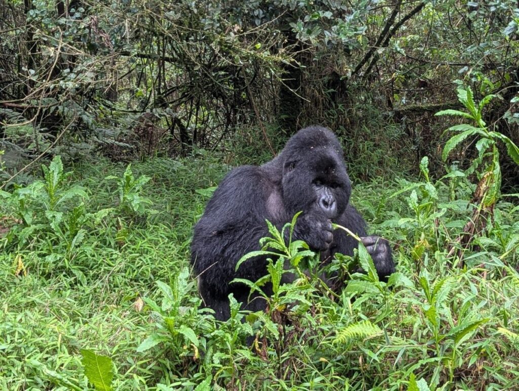 Gorilla Trekking Rwanda Permit