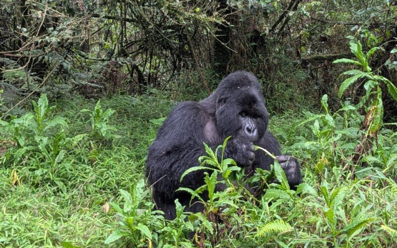 Gorilla Trekking Rwanda Permit