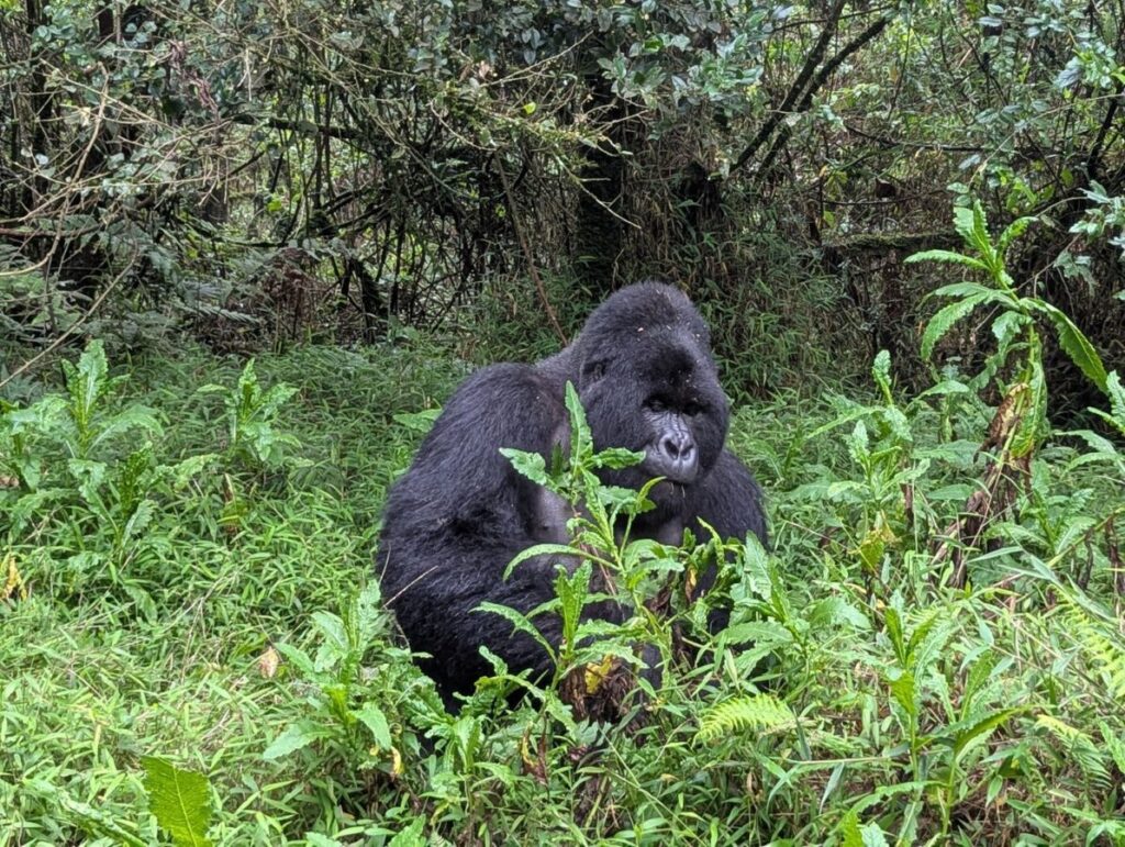 Uganda Safari Adventure from Kigali