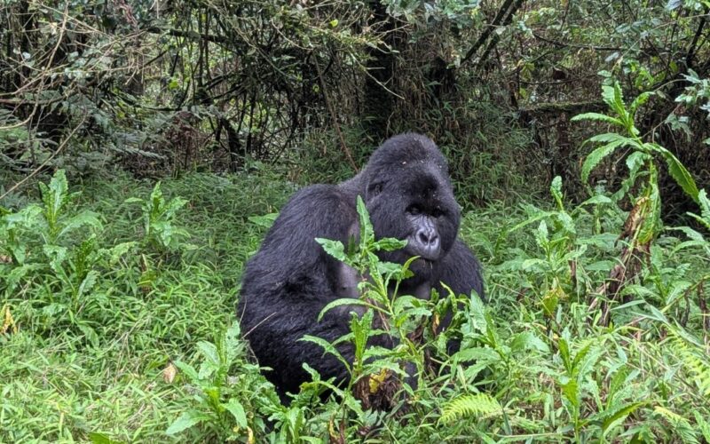 Uganda Safari Adventure from Kigali