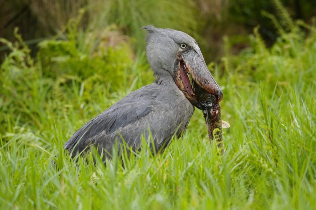 Uganda Birding Safari and Gorilla Trekking