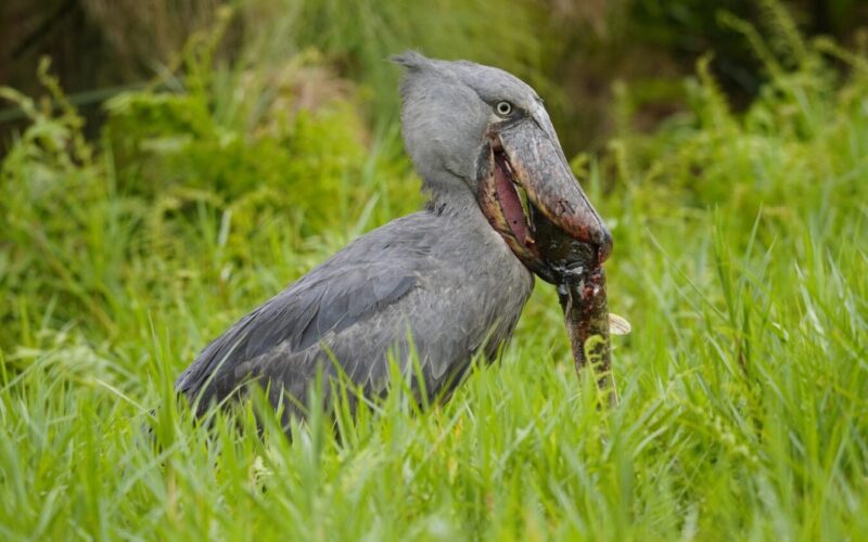 Uganda Birding Safari and Gorilla Trekking