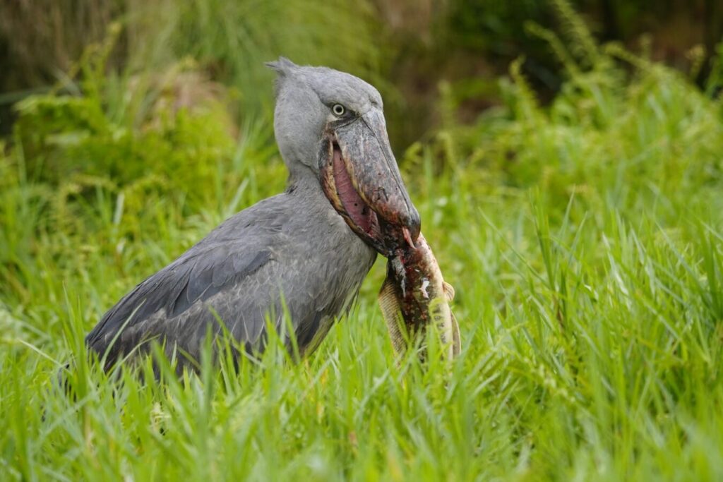 Uganda Birding Safari in the Savannahs