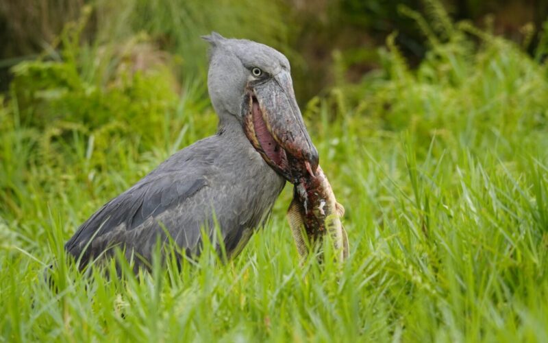 Uganda Birding Safari in the Savannahs