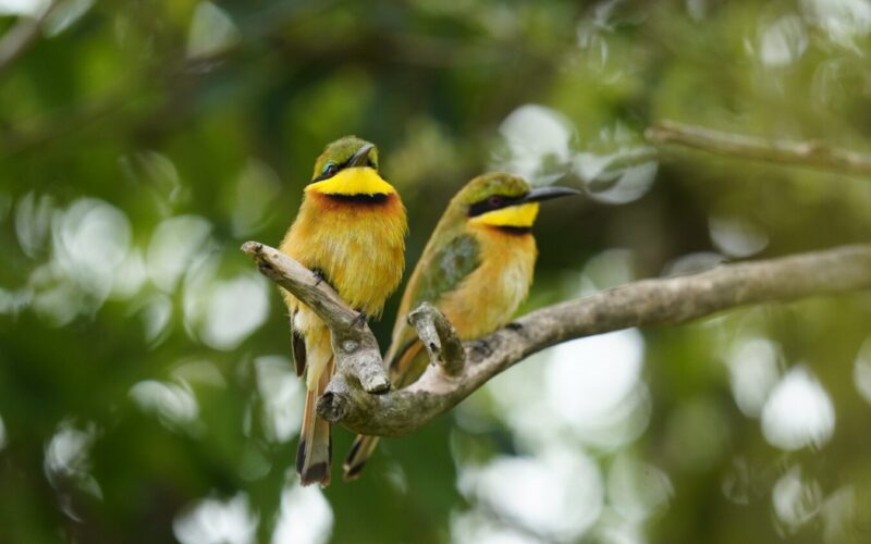 Uganda Birding Safari and Gorilla Trekking