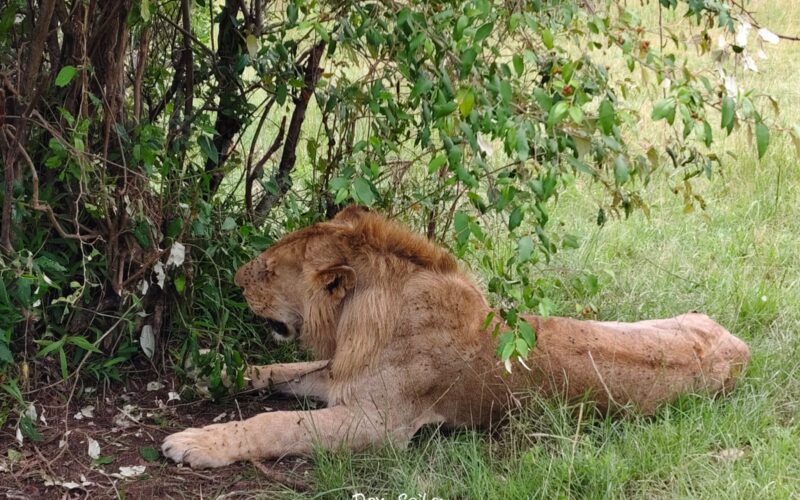 Tanzania Botswana Safari